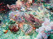 Picture 'Th1_0_2875 Scorpionfish, Thailand'